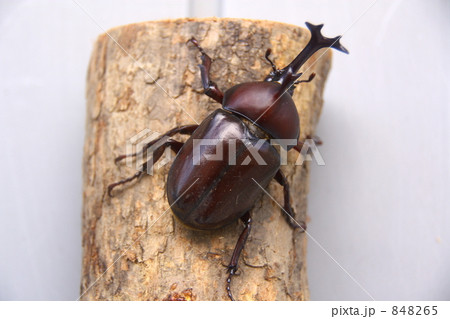 カブトムシ１ 848265