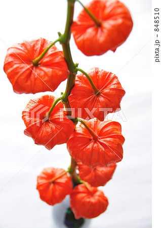 鈴なりのほおずき 鈴なりのほおずき 848510