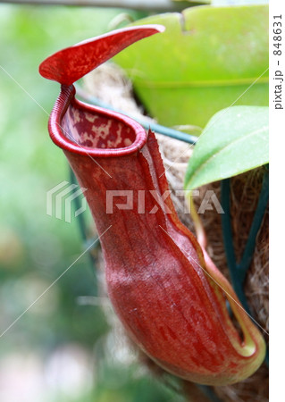 食虫植物～マスターシアナ 848631