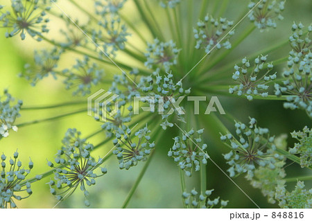 フェンネル 848816