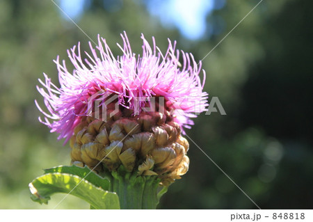 トウヒレン 848818