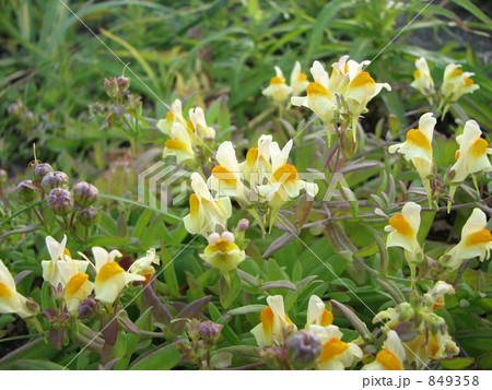 ウンラン（海蘭） 849358