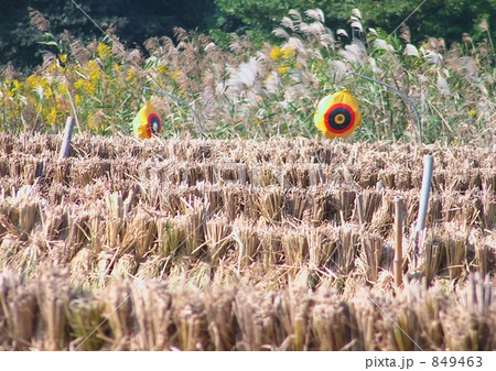 田んぼにカオ!! 849463
