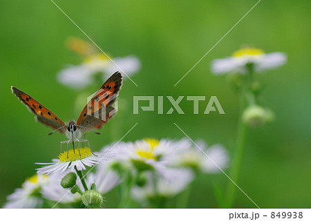 花畑のチョウ 849938