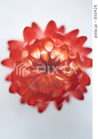 貝殻草 貝殻草 850426