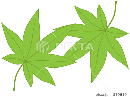 シンプル紅葉 緑二枚 のイラスト素材