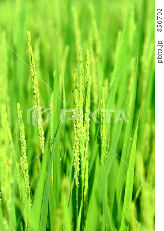 稲穂と稲の花 850702