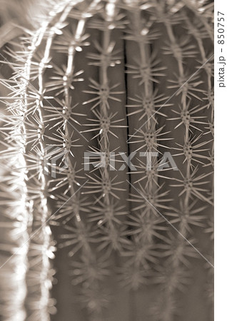 マジョレル庭園のサボテン 850757