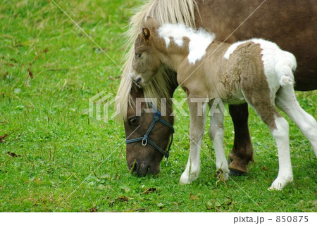 馬の親子 馬の親子 850875