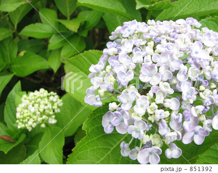 ウズアジサイ（オタフクアジサイ） 851392