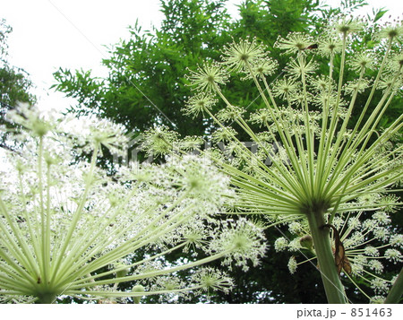 エゾニュウ 851463