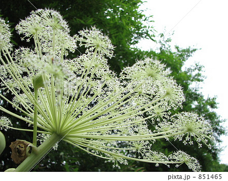 エゾニュウ エゾニュウ 851465