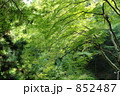 養老の滝の緑 852487
