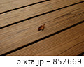 落ち葉　縁側 852669