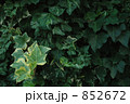 蔦　壁 852672