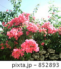 こぼれる 852893