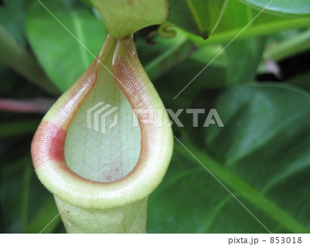 ネペンテス 853018