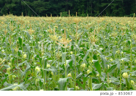 とうもろこし実る 853067