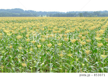 広大な嶽きみ畑 853071