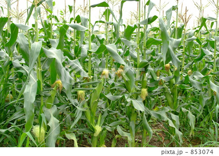 とうもろこし実る 853074