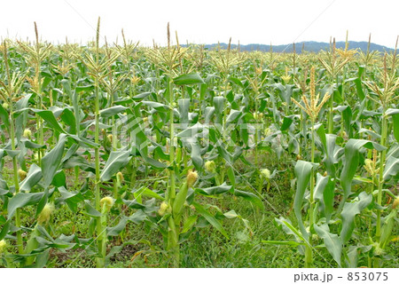 とうもろこし実る 853075