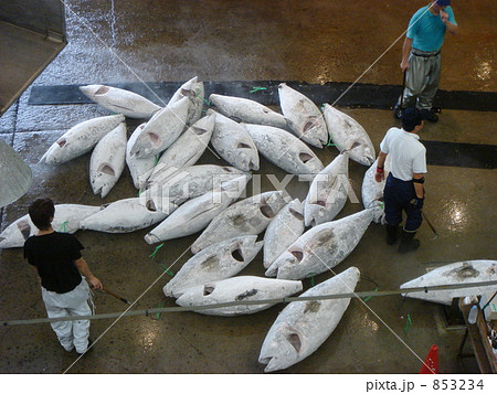 三崎の魚市場 マグロのせり の写真素材
