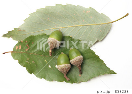 コナラの葉とドングリ 853283