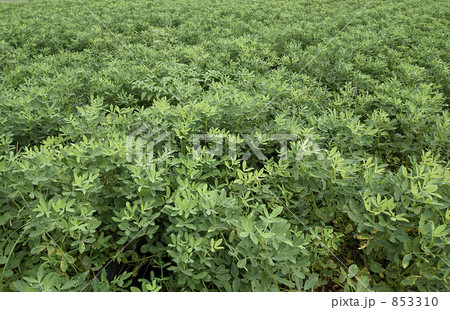 ピーナツ畑 853310