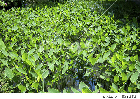 ミズカンナ ミズカンナ 853383