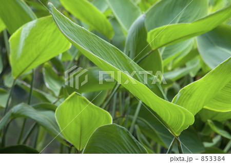 ミズカンナ 853384