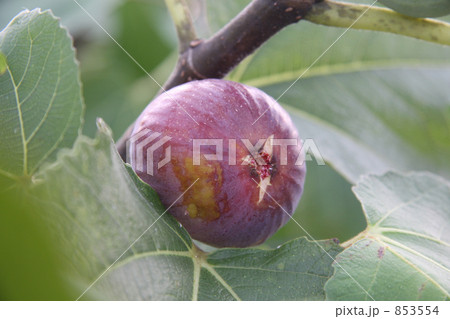 無花果実る 853554