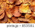 落ち葉 853581