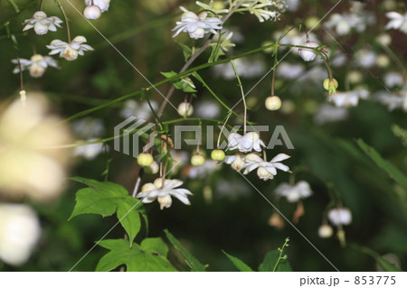 レンゲショウマ 853775