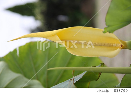 里芋の花開花 853799