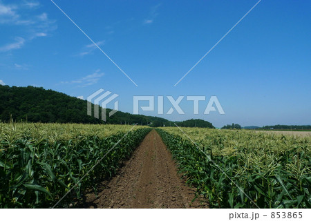 とうもろこし畑 とうもろこし畑 853865