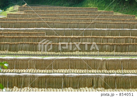 稲刈りのあと 稲刈りのあと 854051