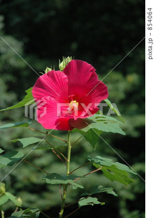 アオイ アオイ 854064