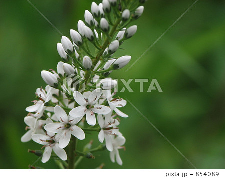 オカトラノオ 虎のしっぽ オカトラノオ 虎のしっぽ 854089