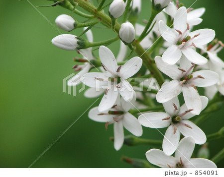 オカトラノオ　クローズアップ 854091