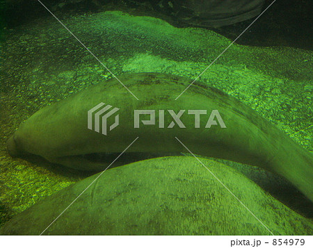 マナティーの睡眠 854979