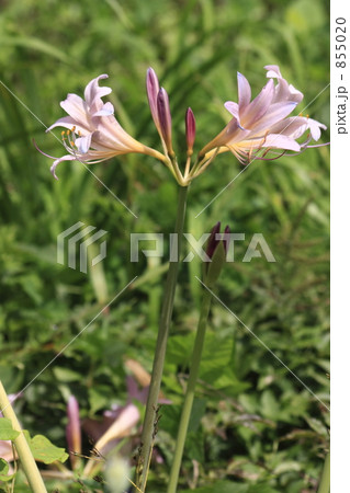 ナツズイセン ナツズイセン 855020