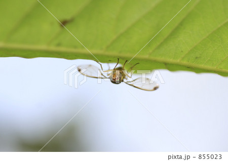 ミスジミバエ ミスジミバエ 855023