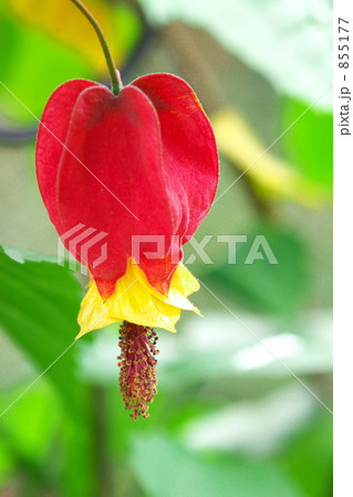 チロリアンランプ 855177