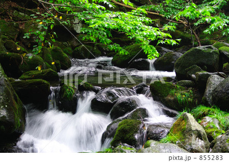 渓流の夏 渓流の夏 855283