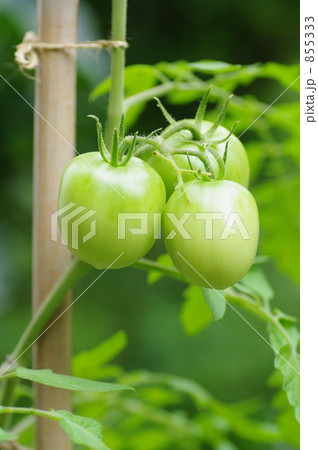 855333