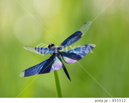 きれいな青い羽のトンボの写真素材