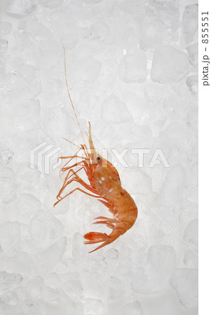 ぼたん海老 ぼたん海老 855551