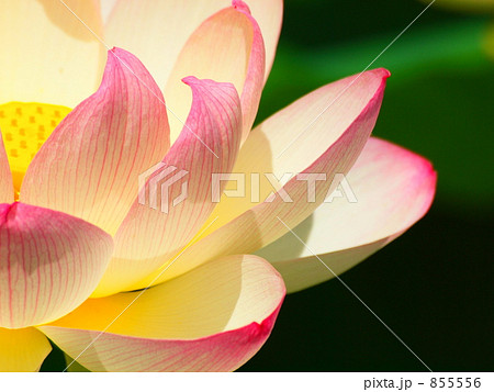 蓮の花の片側 蓮の花の片側 855556
