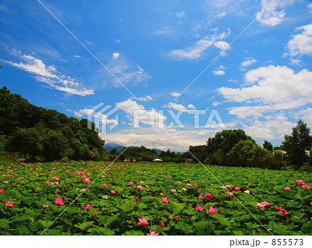 蓮のある風景 855573