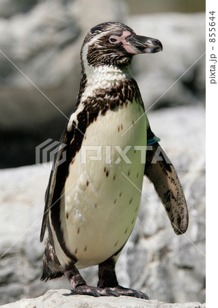 フンボルトペンギン 855644